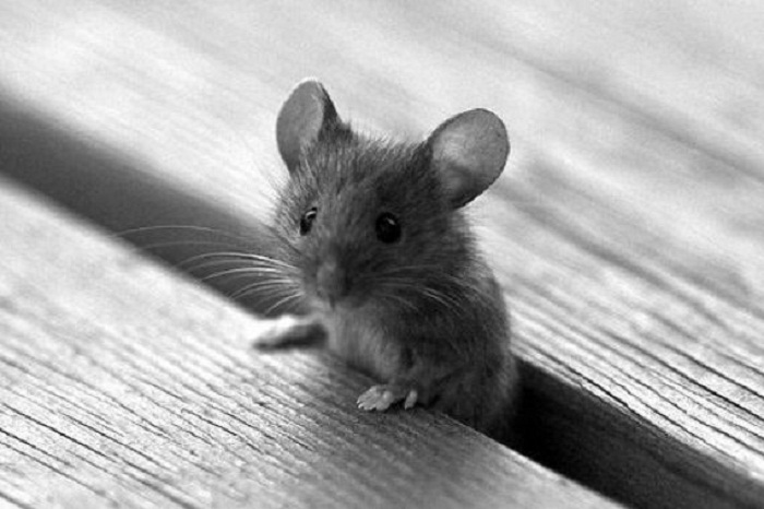 Angleterre: Elle découvre quatre souris vivantes et trois mortes dans son colis Amazon